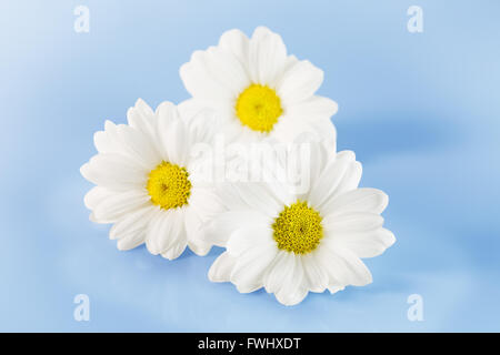 daisies isolated on the blue background. Stock Photo
