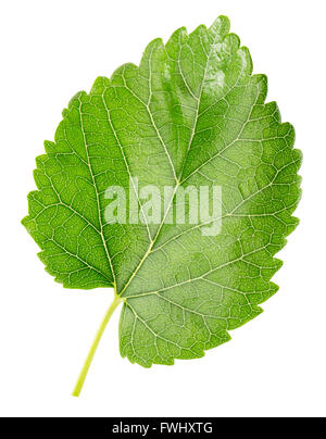mulberry leaf on the white background. Stock Photo