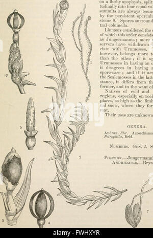 The vegetable kingdom - or, The structure, classification, and uses of plants, illustrated upon the natural system (1846) Stock Photo