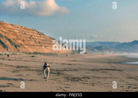 Jack Russell Terrier Female Happy Dog, Runs, Jumps And Plays Stock Photo