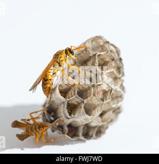 wasp isolated on white background Stock Photo