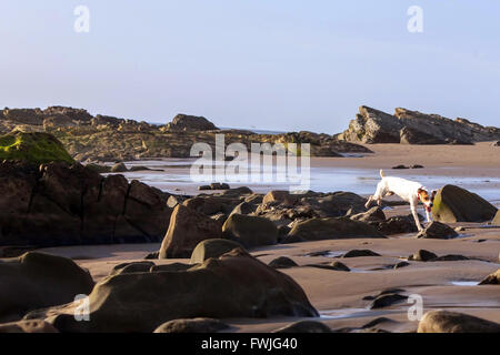 Jack Russell Terrier Running And Jumping Rocks On The Galapagos Beach Stock Photo