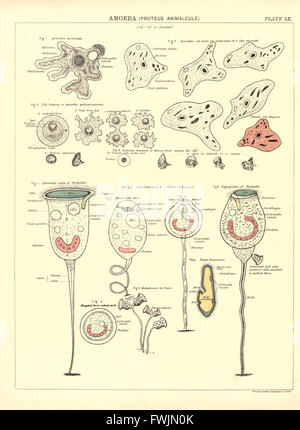The Biological Atlas Plate X features detailed illustrations of various ...