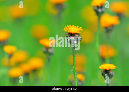 Orange Hawkweed (Hieracium aurantiacum) with orange-red flowers, North Rhine-Westphalia, Germany Stock Photo