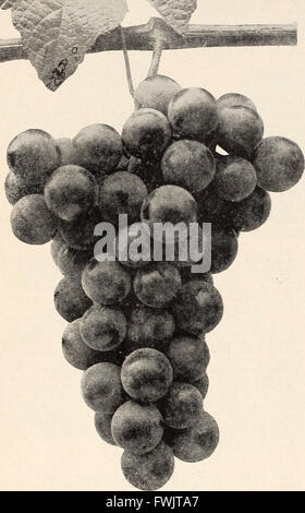 Bountiful Ridge Nurseries - your 1941 guide to better fruits and more beautiful homes (1941)