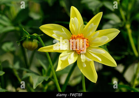 Dahlie (Dahlia), variety Claire de Lune, flower, North Rhine-Westphalia, Germany Stock Photo