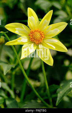 Dahlie (Dahlia), variety Claire de Lune, flower, North Rhine-Westphalia, Germany Stock Photo