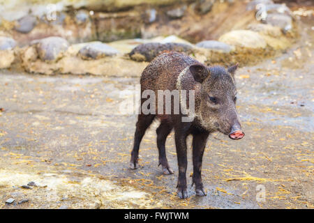 Little Grey Wild Boar, Andean Mountains, South America Stock Photo