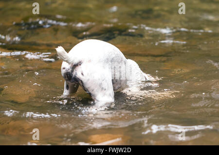 Jack Russell Terrier Making Scuba Diving In A River Stock Photo