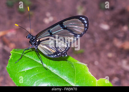 Black Cattle Heart Butterfly, Amazonian Rainforest, South America Stock Photo