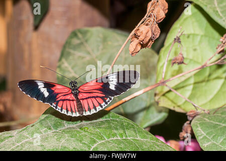 Red Cattle Heart Butterfly, Amazonian Rainforest, South America Stock Photo