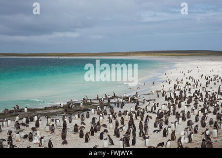 Penguin Magellanic (Spheniscus magellanicus) with a Gentoo (Penguin ...