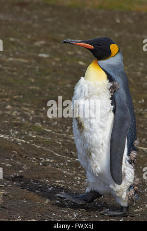 King Penguin (Aptenodytes patagonicus) moulting at Volunteer Point in the Falkland Islands. Stock Photo