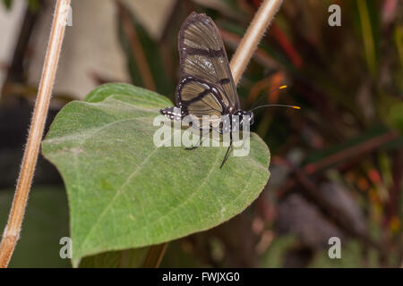 Black Transandina Cattle Heart Butterfly In Amazon Rainforest, South America Stock Photo