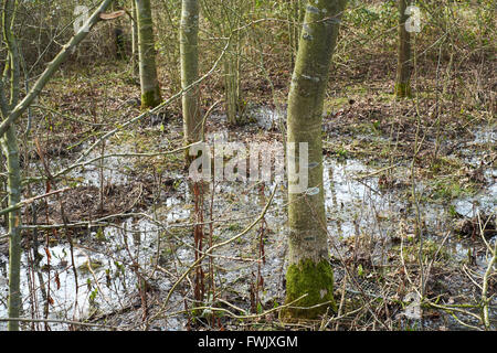 Trees in an agricultural copse flooded by stormwater runoff from neighbouring fields. Bedfordshire, UK. Stock Photo
