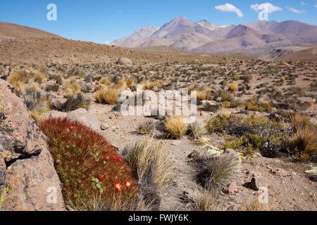 Flowering cactus plant (Cumulopuntia boliviana) in Lauca National Park, Chile. Stock Photo