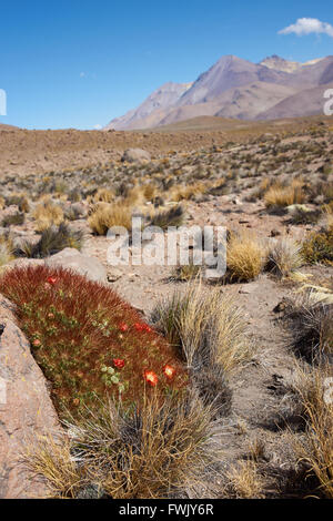 Flowering cactus plant (Cumulopuntia boliviana) in Lauca National Park, Chile. Stock Photo