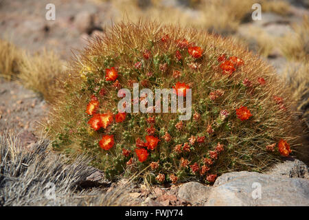 Flowering cactus plant (Cumulopuntia boliviana) in Lauca National Park, Chile. Stock Photo