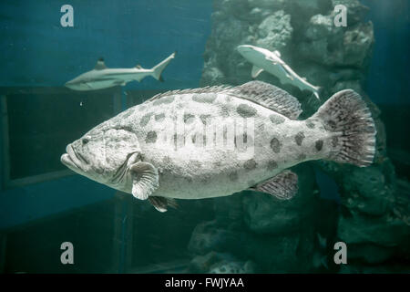 Brown spotted grouper under the sea. In the big tank. Stock Photo