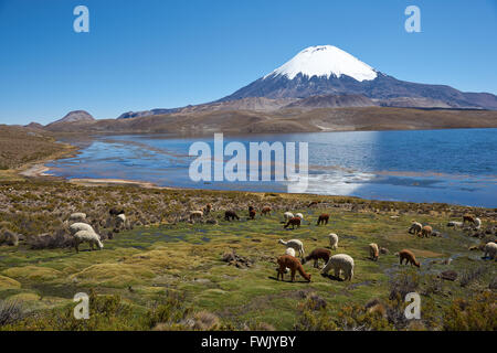 Alpaca's grazing on the shore of Lake Chungara on the Altiplano of Chile Stock Photo