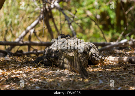 Lizard basking in the sun in Incredible India. Stock Photo