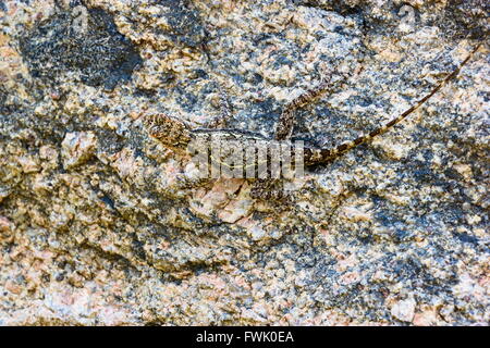 Lizard basking in the sun in Incredible India. Stock Photo