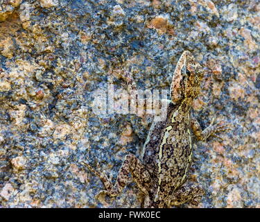 Lizard basking in the sun in Incredible India. Stock Photo