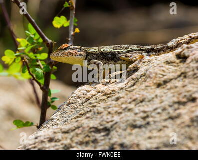 Lizard basking in the sun in Incredible India. Stock Photo