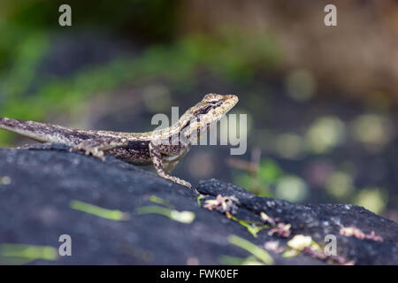 Lizard basking in the sun in Incredible India. Stock Photo