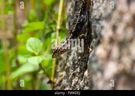 Lizard basking in the sun in Incredible India. Stock Photo