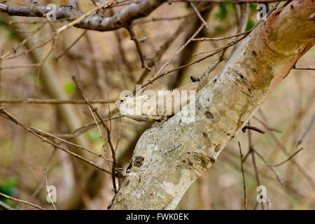 Lizard basking in the sun in Incredible India. Stock Photo