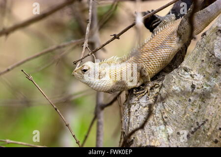 Lizard basking in the sun in Incredible India. Stock Photo