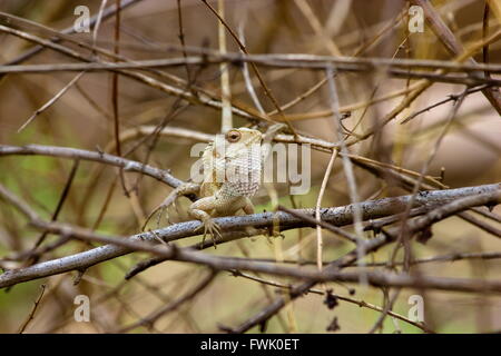 Lizard basking in the sun in Incredible India. Stock Photo