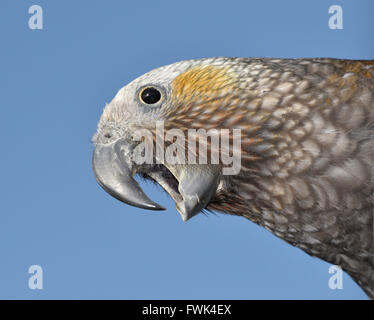 Kaka - Nestor meridionalis Stock Photo