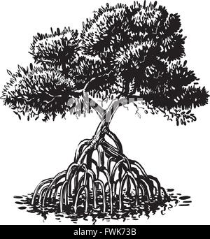 Vector cartoon clip art illustration of a black and white or monochromatic ink drawing of a mangrove tree. Stock Vector