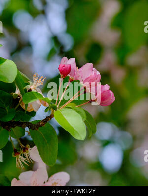Three closeup pink opening buds of the crabapple tree, Profusion, Malus x moerlandsil. Stock Photo