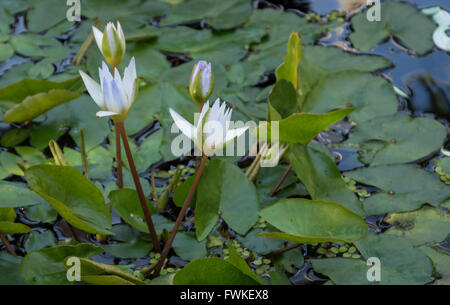 Tropical waterlily - Nymphaea X Daubenyana - N. caerulea x N. micrantha - nymphaeaceae Stock Photo