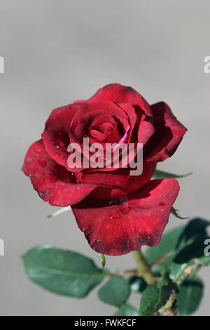 Single Red Rose in  full bloom Stock Photo