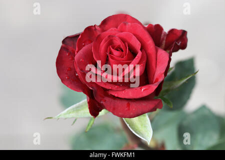 Single Red Rose in  full bloom Stock Photo