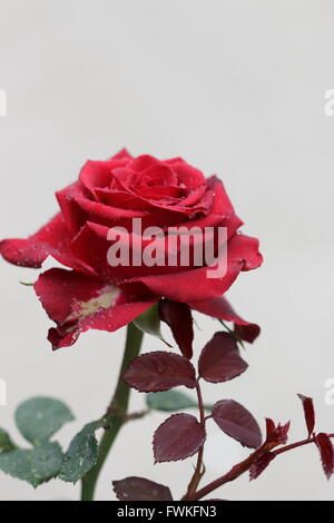 Single Red Rose in  full bloom Stock Photo