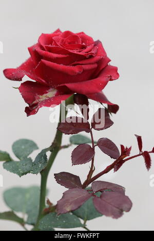 Single Red Rose in  full bloom Stock Photo