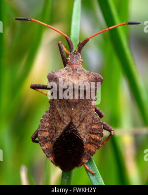 Dock bug (Coreus marginatus). A large and mottled reddish-brown squashbug in the family Coreidae, with a broad oval abdomen Stock Photo