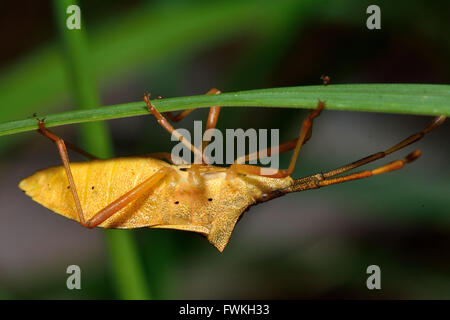 Box bug (Gonocerus acuteangulatus) underside. Distinctive true bug in the family Coreidae, previously scarce in Britain Stock Photo