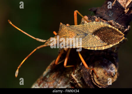 Box bug (Gonocerus acuteangulatus) on sycamore. Distinctive true bug in the family Coreidae, previously scarce in Britain Stock Photo