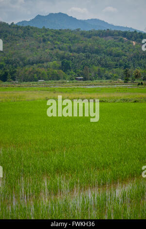 Rice padi or paddi fields in Sabah north Borneo Stock Photo - Alamy