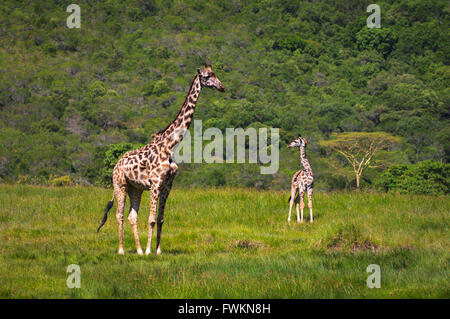 Two Giraffe (Giraffa camelopardalis) standing on green grassy plain in Arusha National Park, Tanzania, Africa Stock Photo