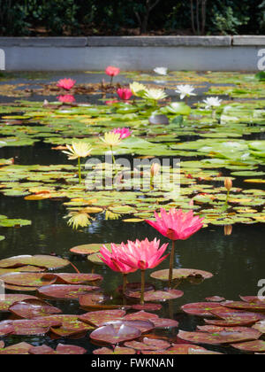 Lily pond in Istanbul, Turkey with pink, white and yellow lily flowers Stock Photo