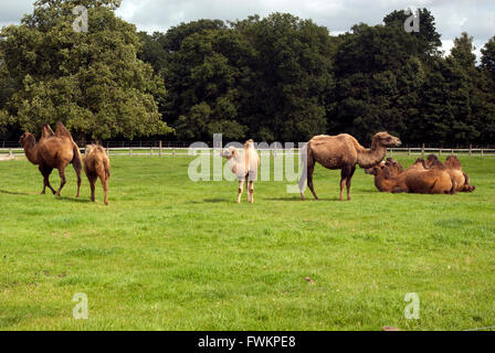 Herd of bactrian camels Cotswold wild life park Stock Photo
