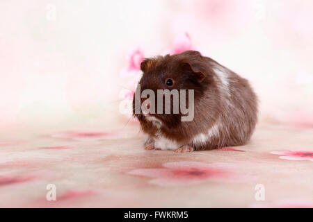 Long-haired Guinea Pig seen against a light background with Cherry flower print. Germany Stock Photo