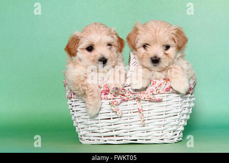 Maltipoo (Maltese x Toy Poodle). Two puppies sitting in a pink dolls ...